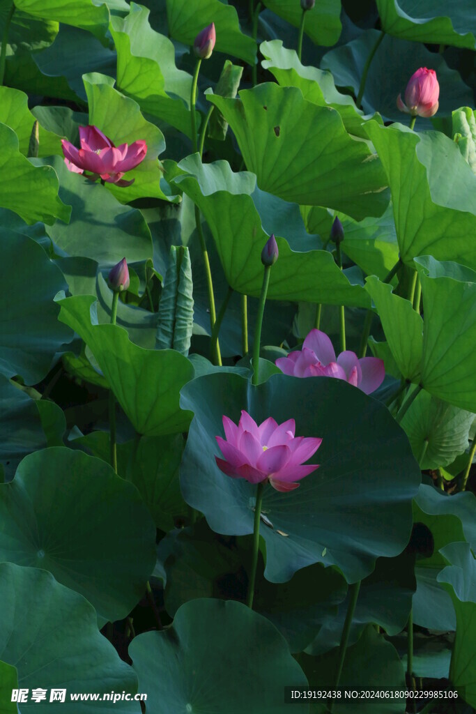 荷花荷叶  
