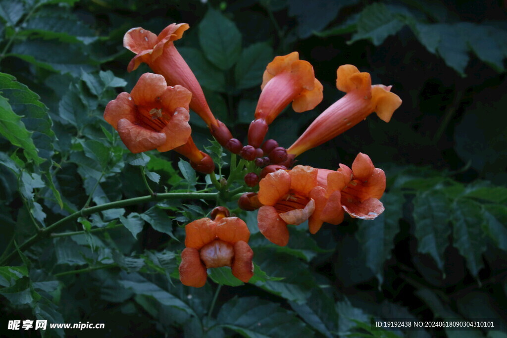 凌霄花  