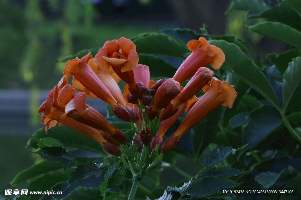 凌霄花  