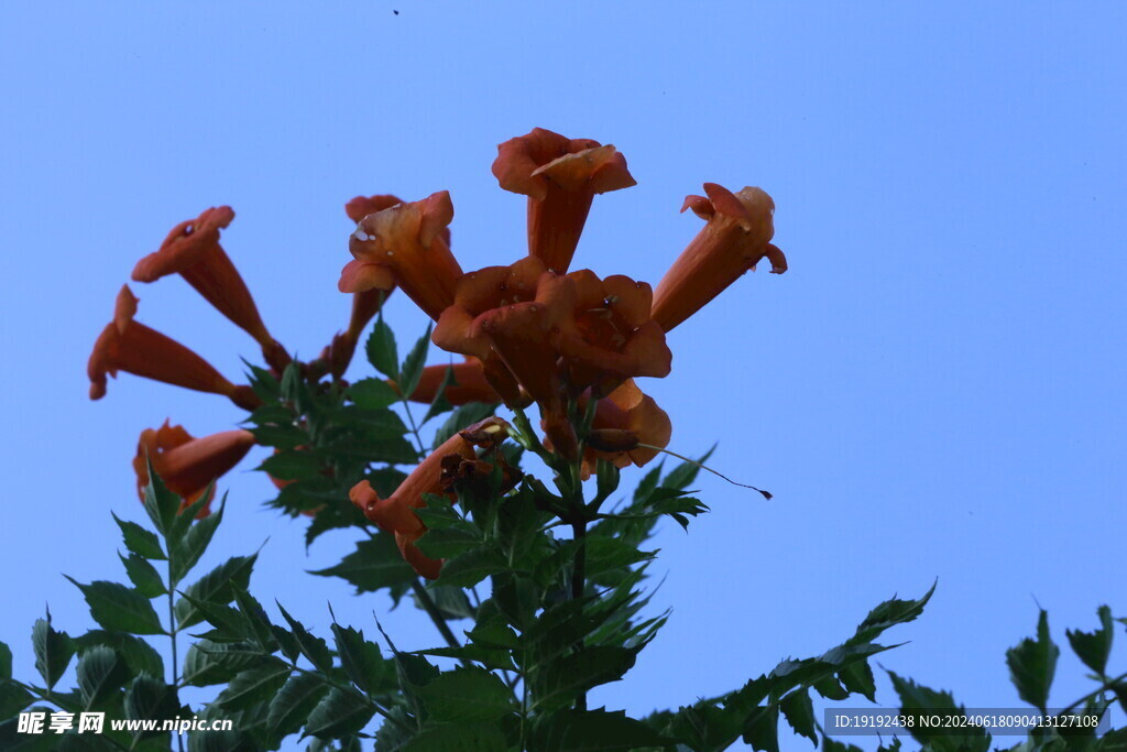 凌霄花 