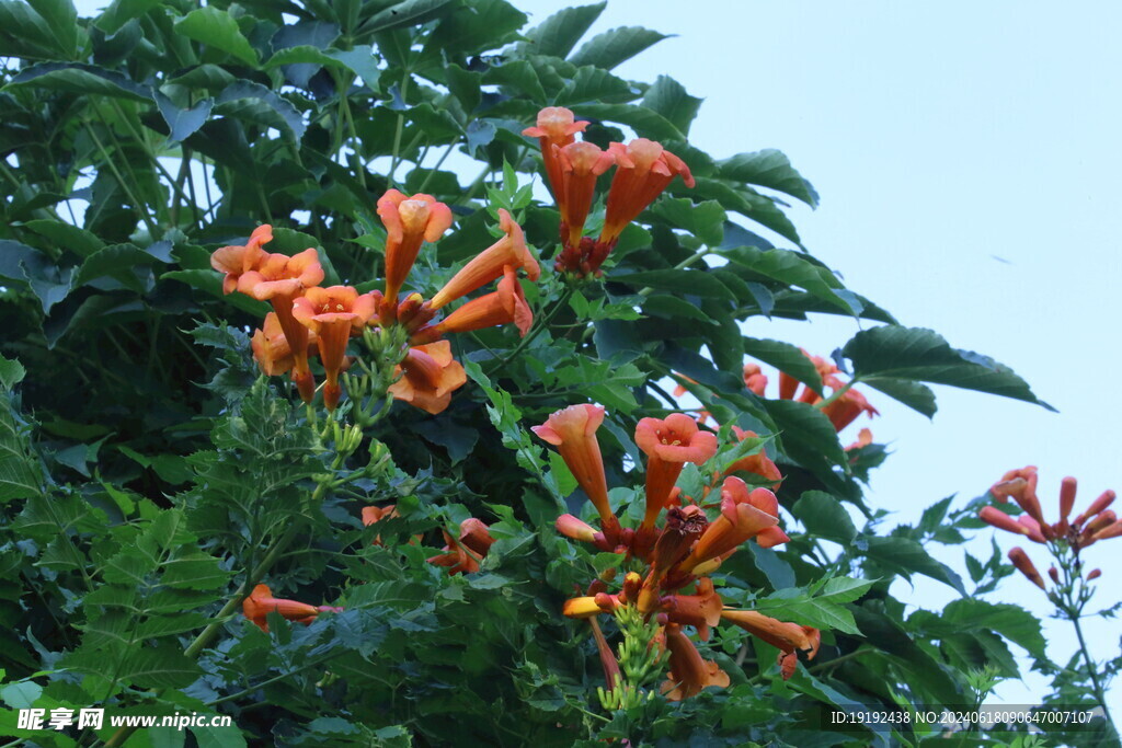 凌霄花  