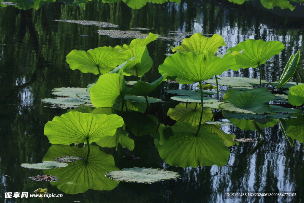 荷塘荷叶  