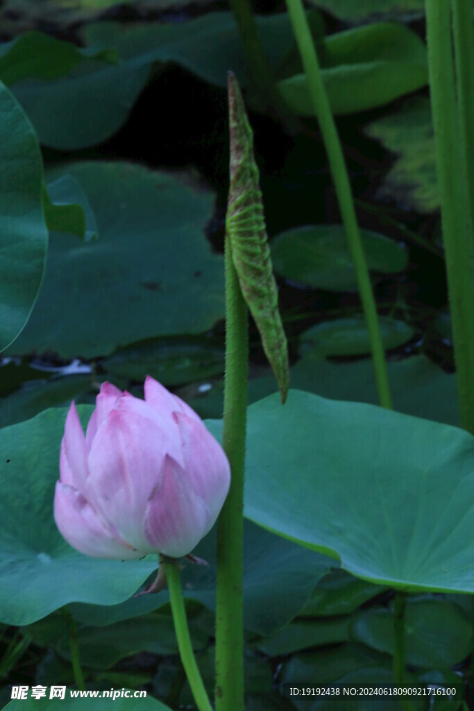 荷花荷叶  