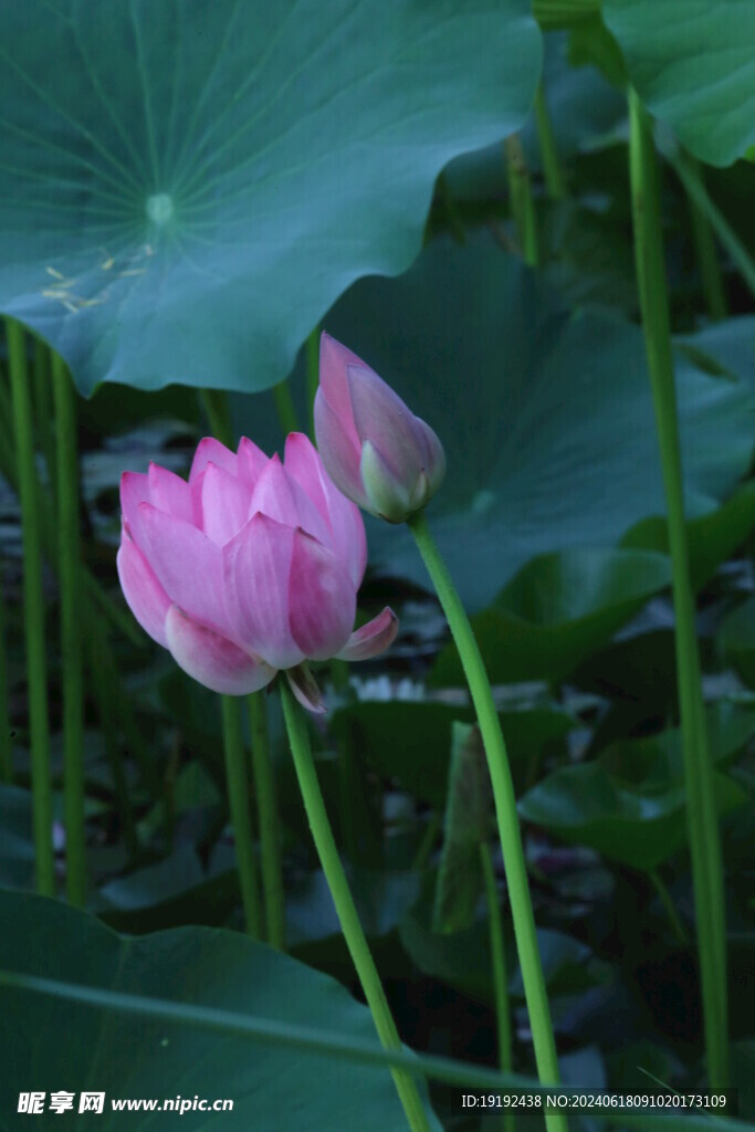 荷花荷叶  
