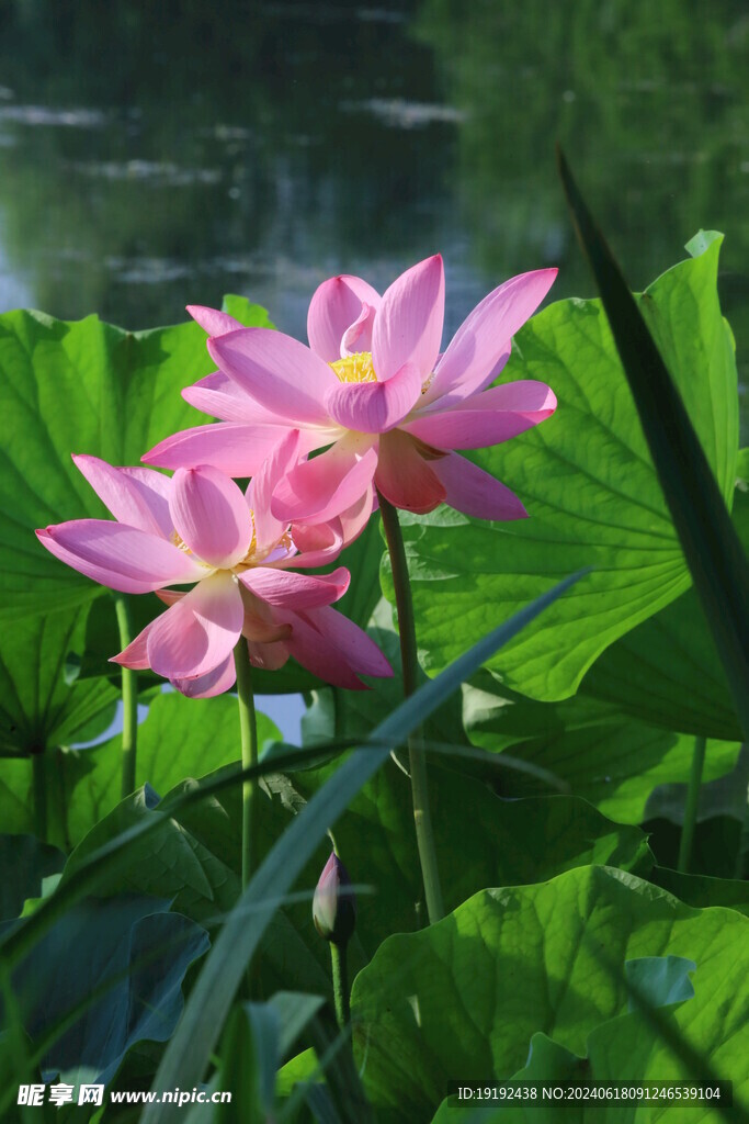 荷花荷叶 