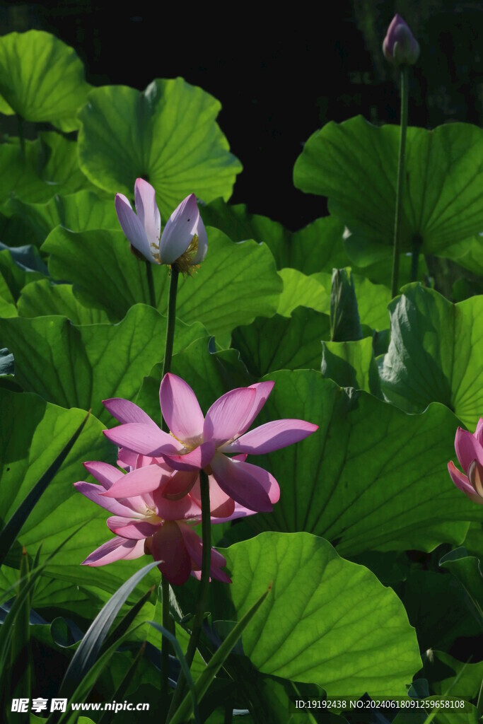 荷花荷叶 