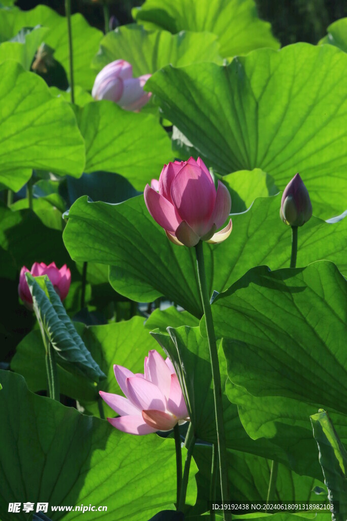 荷花荷叶  