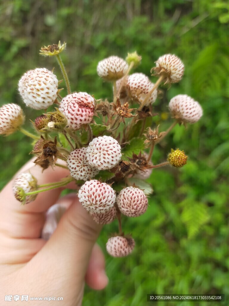 野草莓