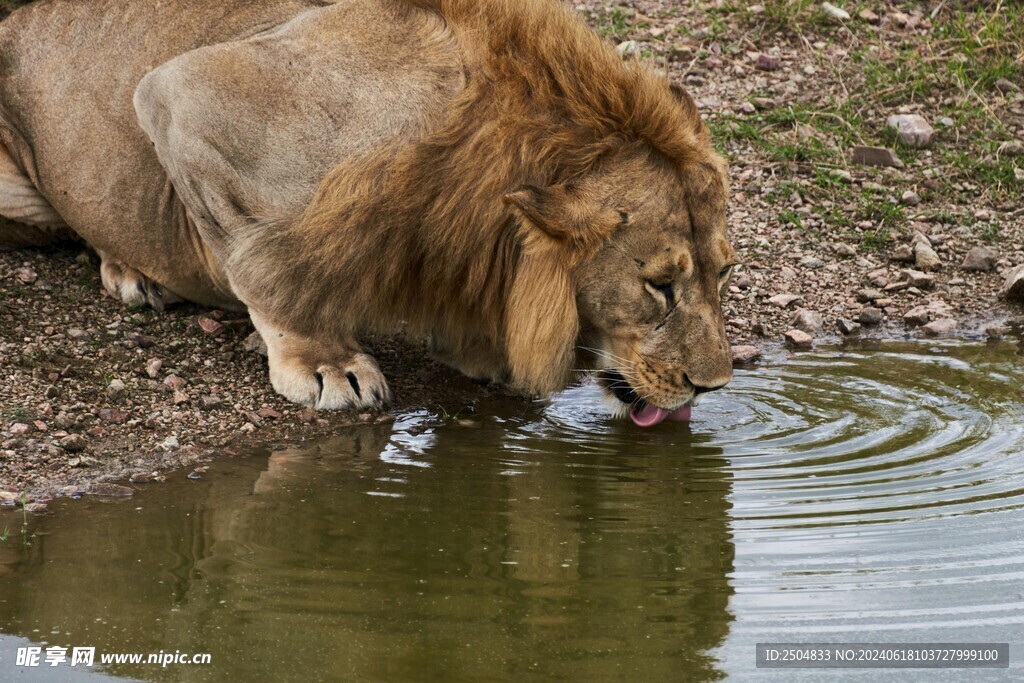 狮子