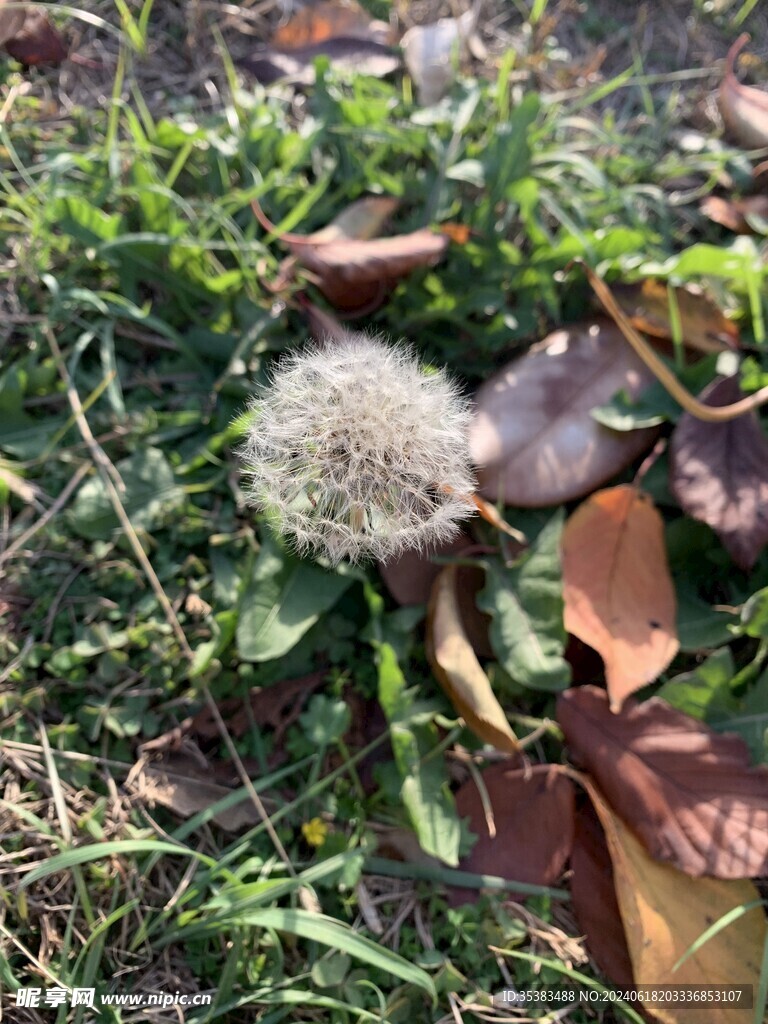 蒲公英