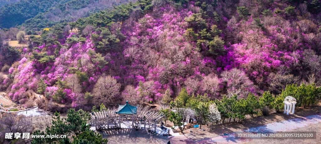 满山开遍红杜鹃