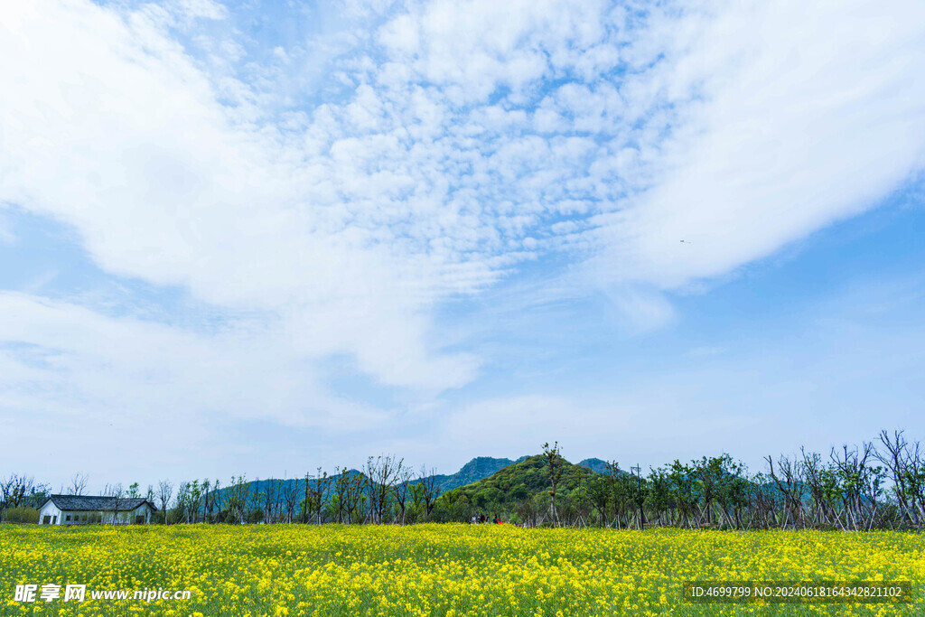 天边油菜