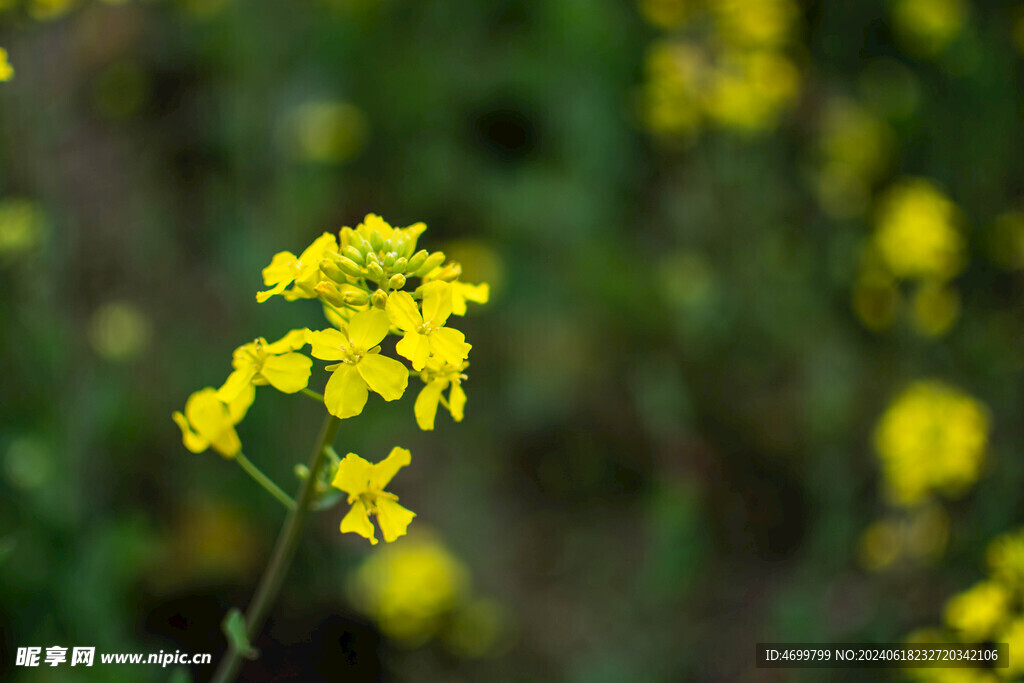 油菜花