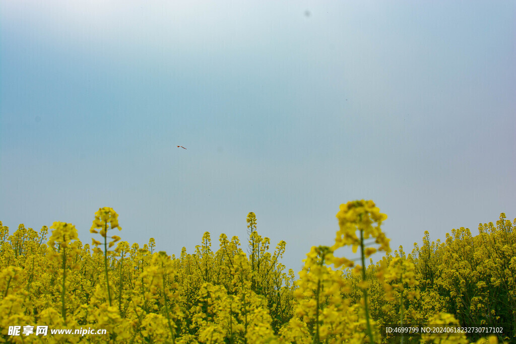 油菜花田