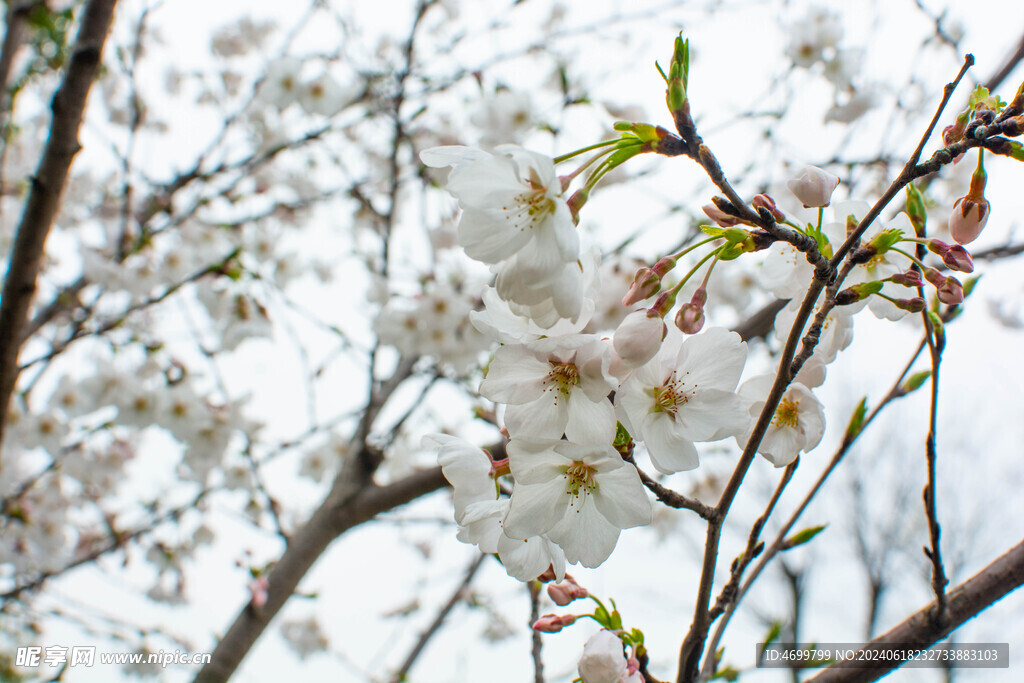 樱花白色