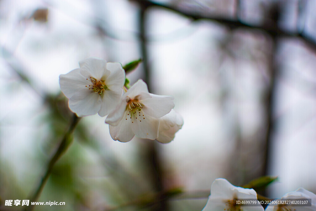 樱花树