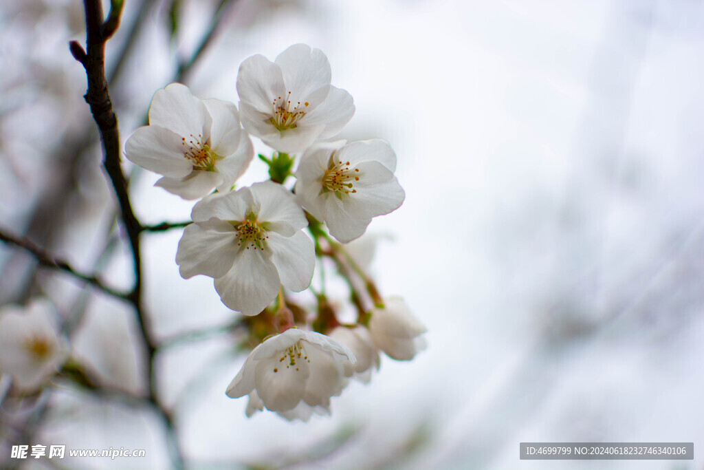 树枝樱花