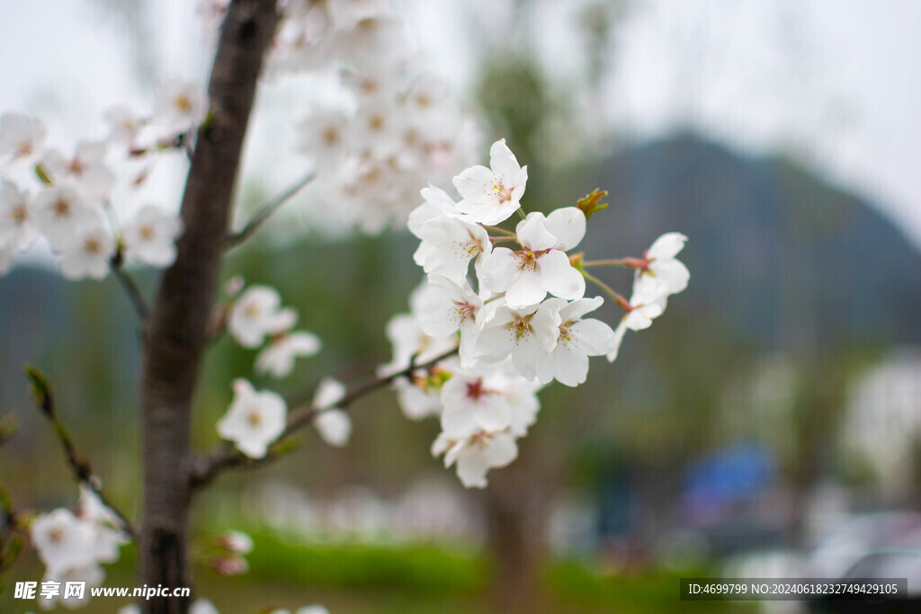 樱花