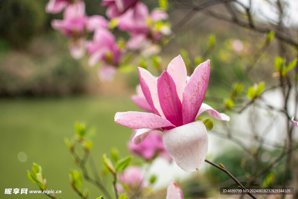 玉兰花