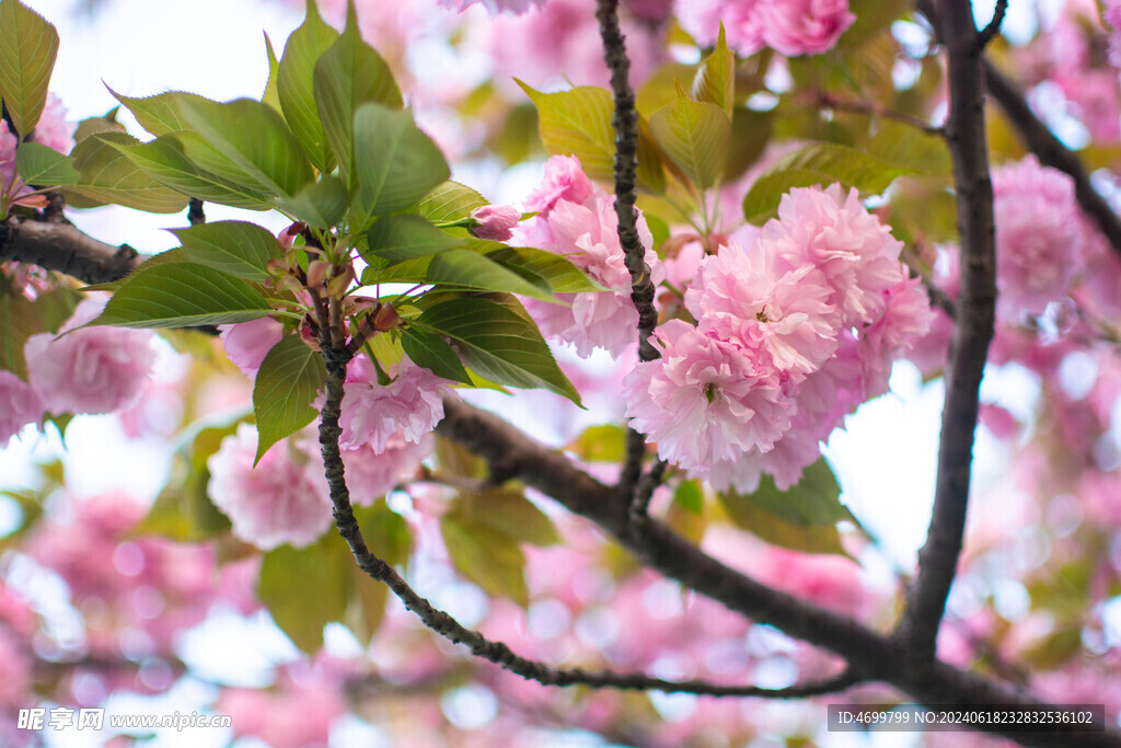 樱花