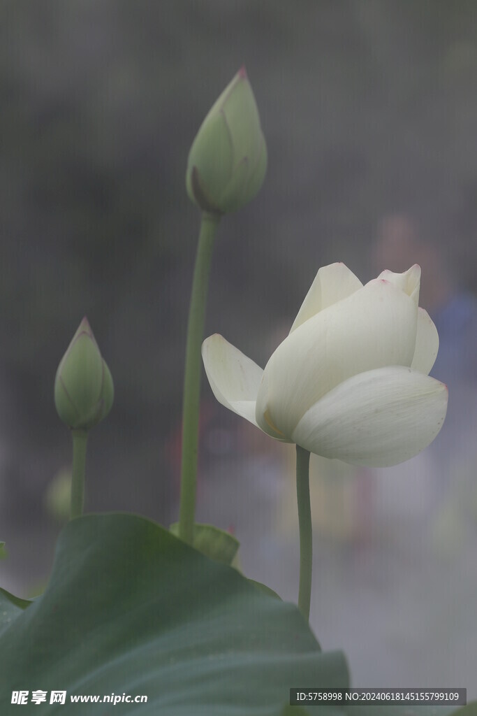 雾里的白莲花