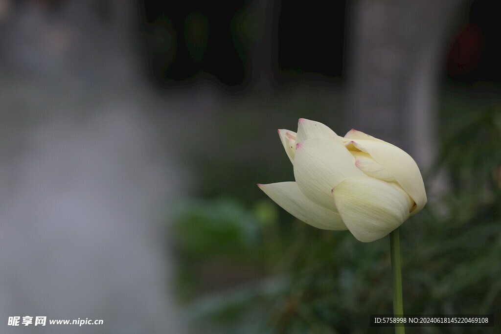 白色莲花静静开