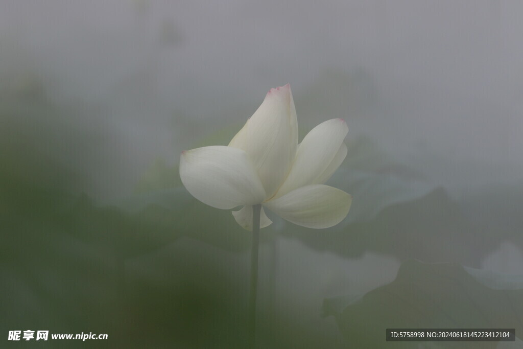 荷花池