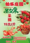 庄园圣女果
