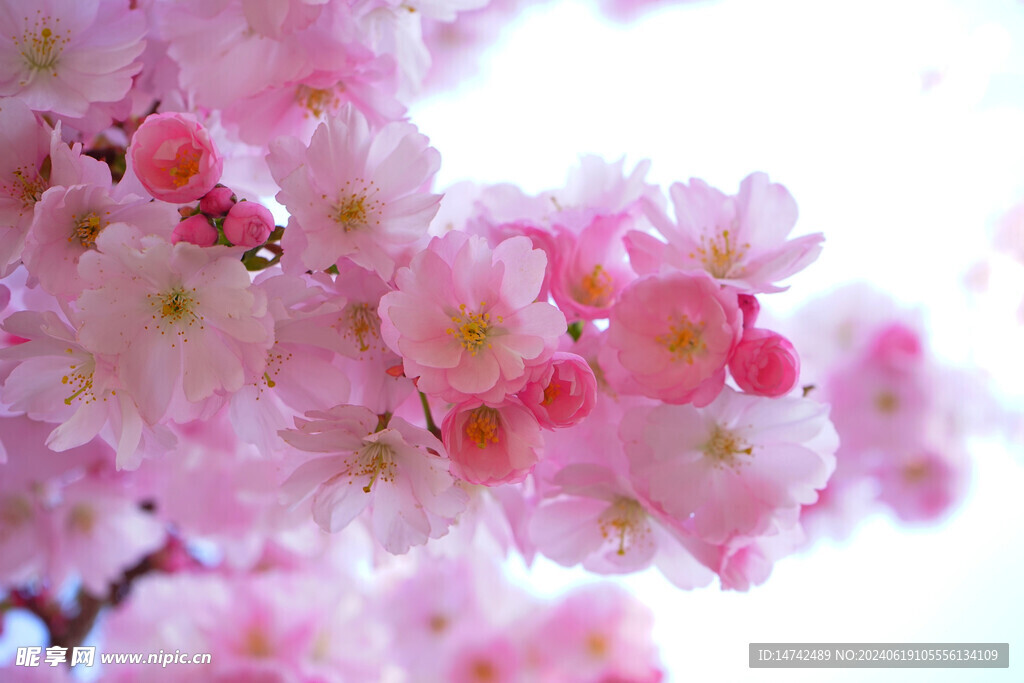 桃花