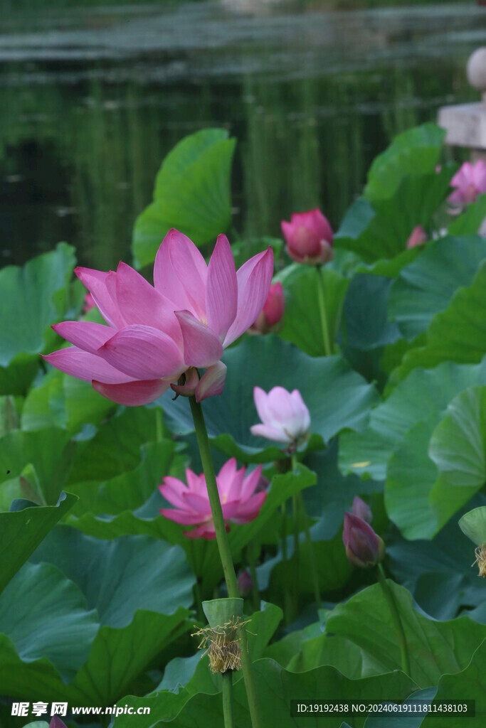 荷花荷叶  