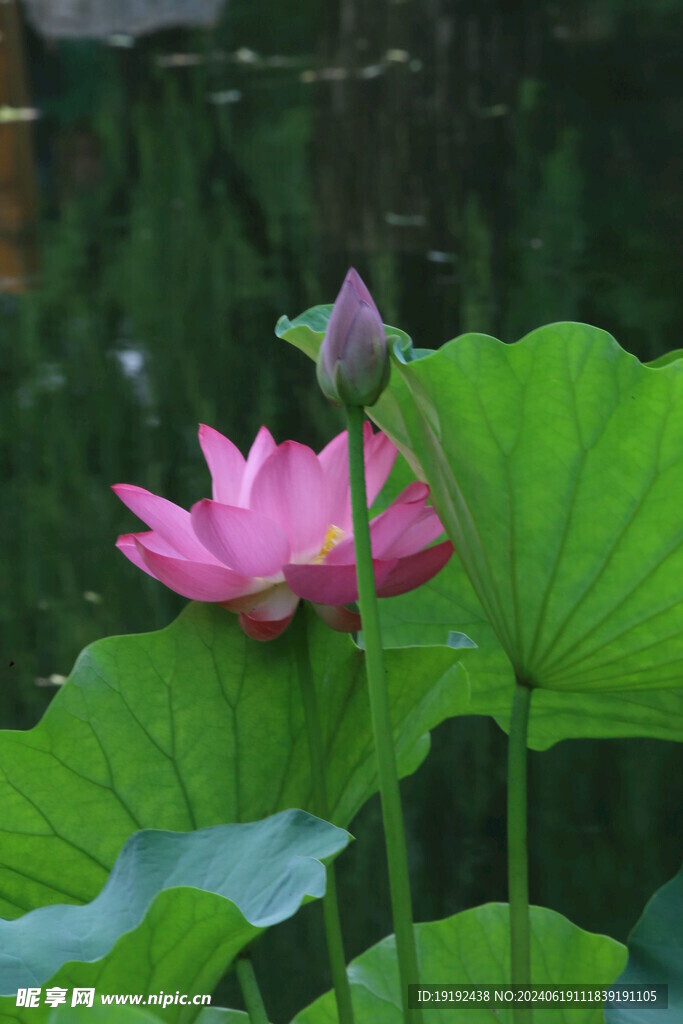荷花荷叶 
