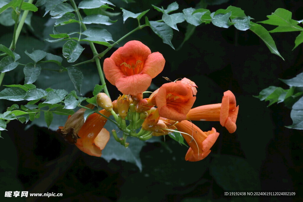 凌霄花 