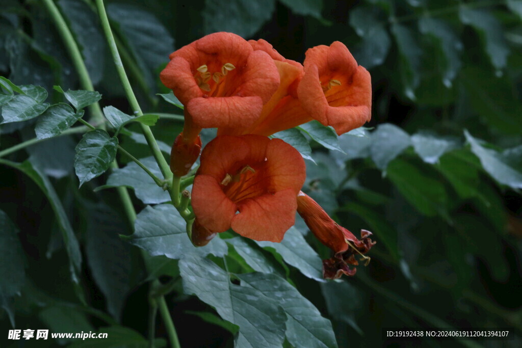 凌霄花 