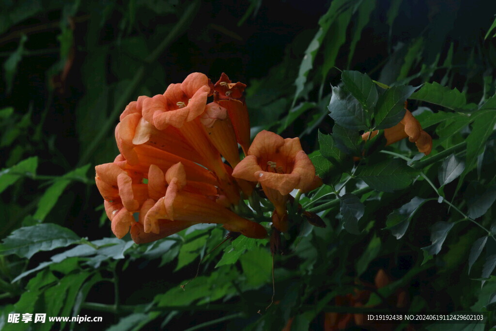 凌霄花 