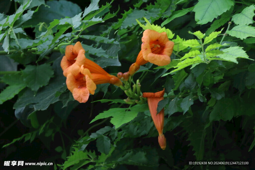 凌霄花 