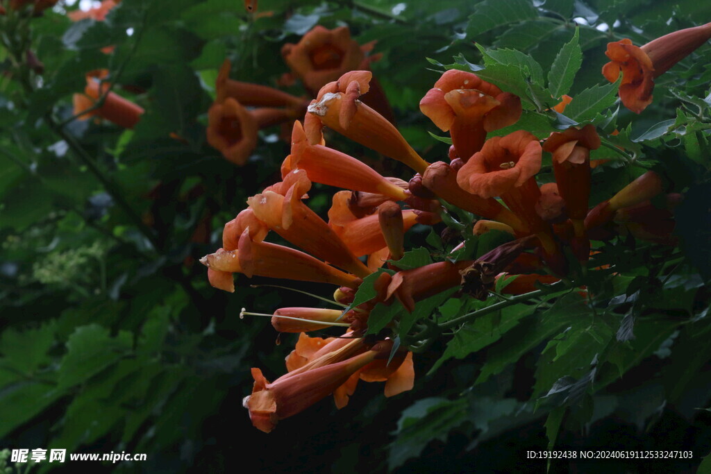 凌霄花