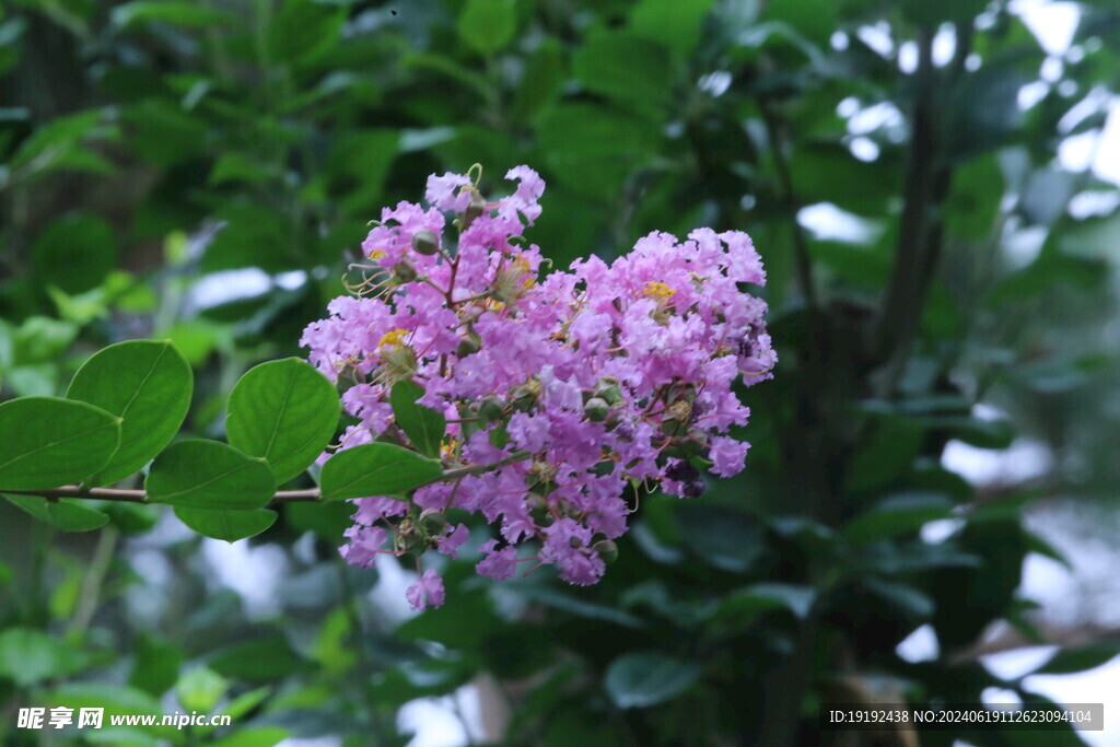 紫薇花  