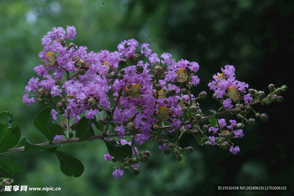 紫薇花 