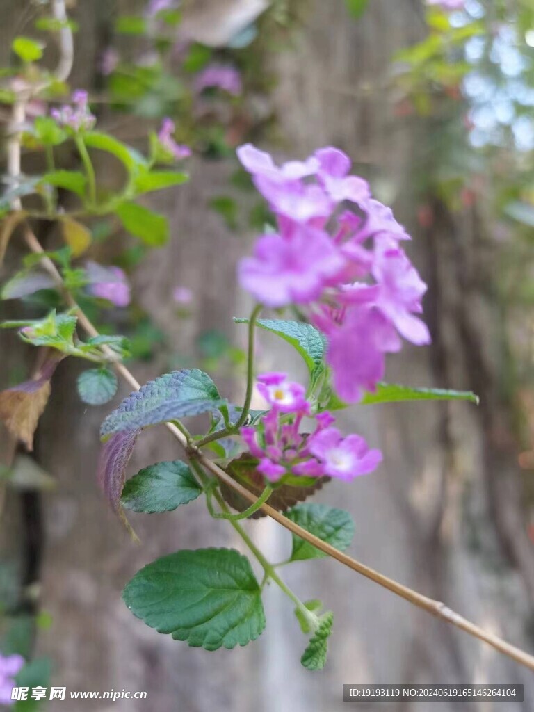 蔓马缨丹绿植紫色花