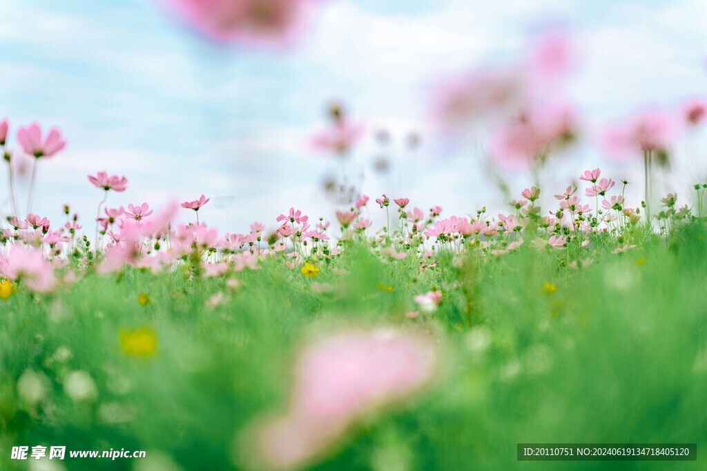 花丛