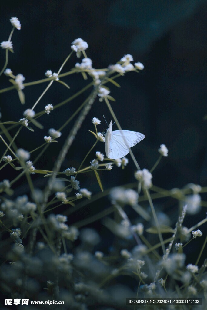 蝴蝶