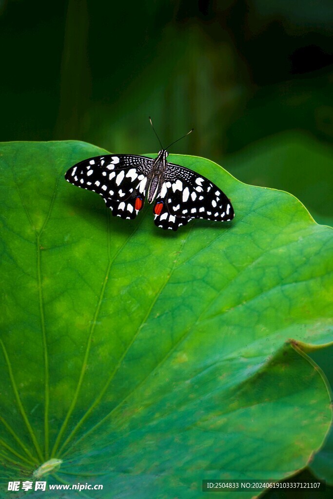 蝴蝶