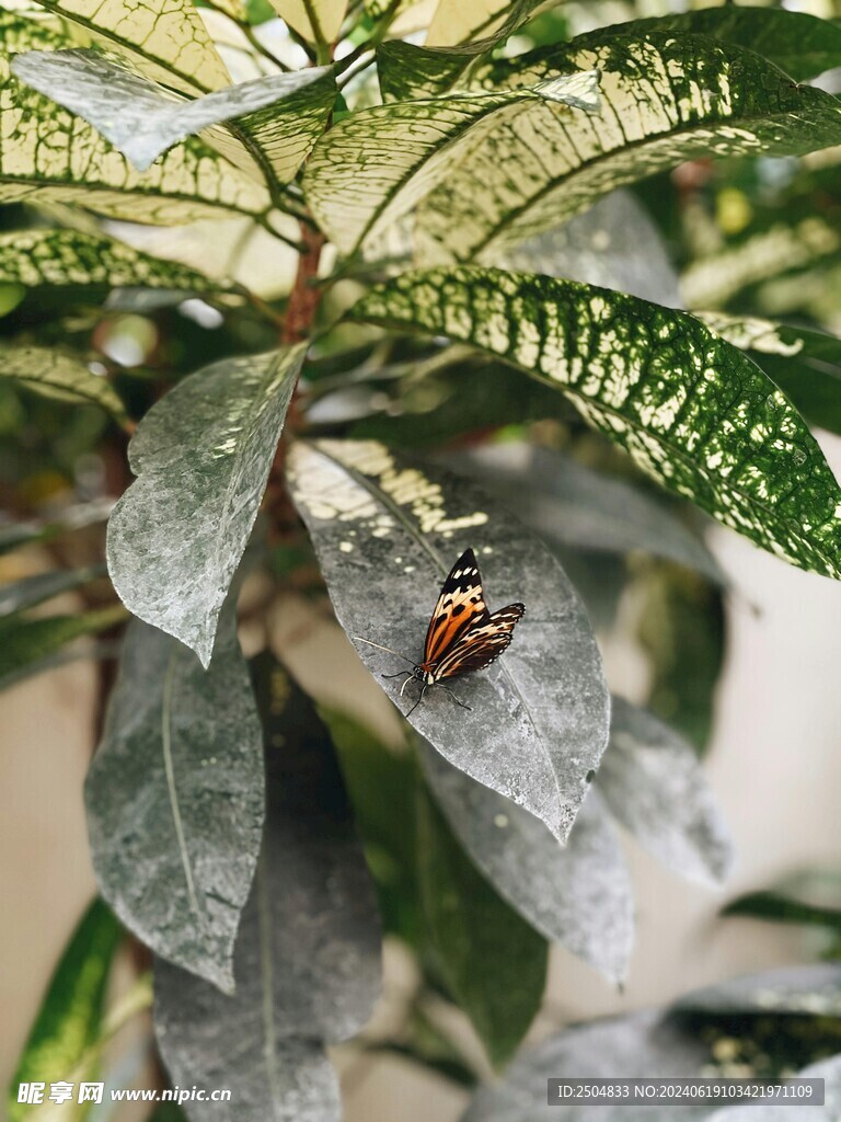 蝴蝶