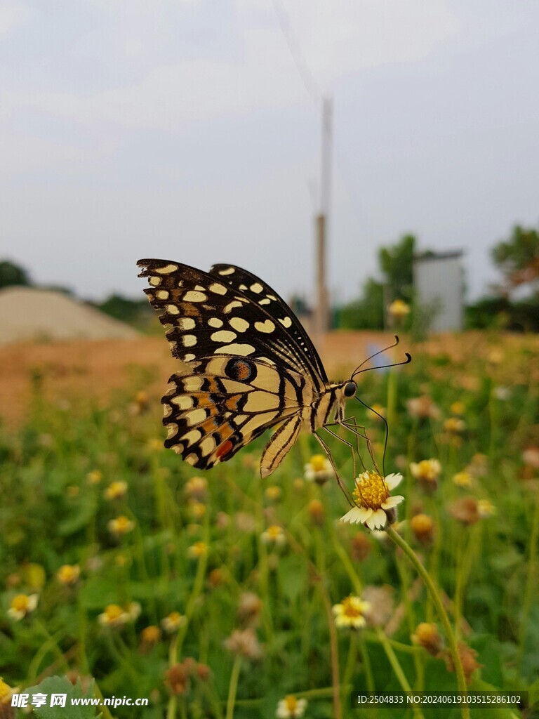 蝴蝶