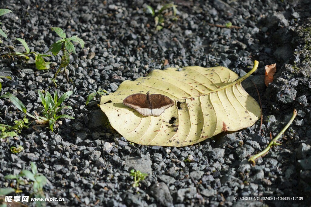 蝴蝶