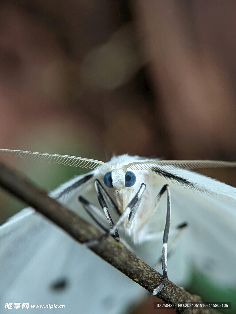 蝴蝶