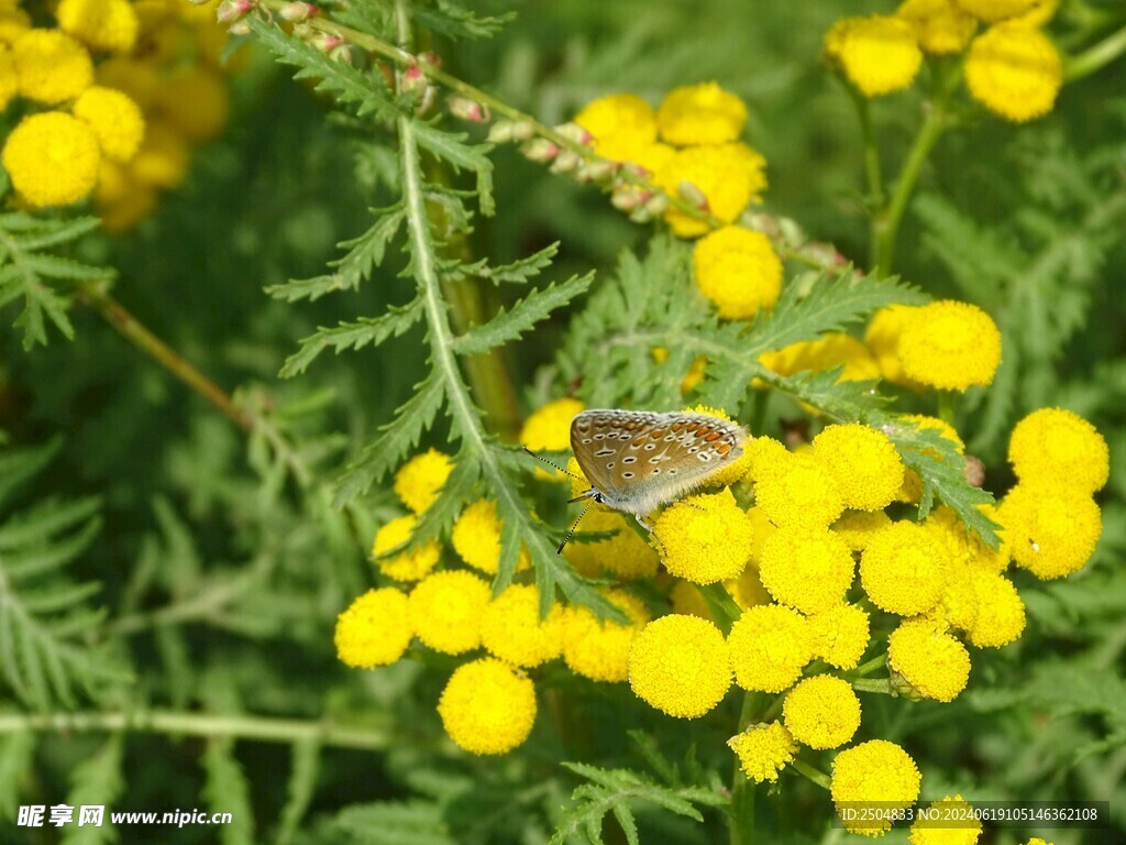 蝴蝶