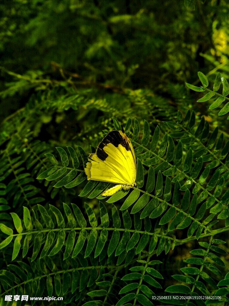 蝴蝶
