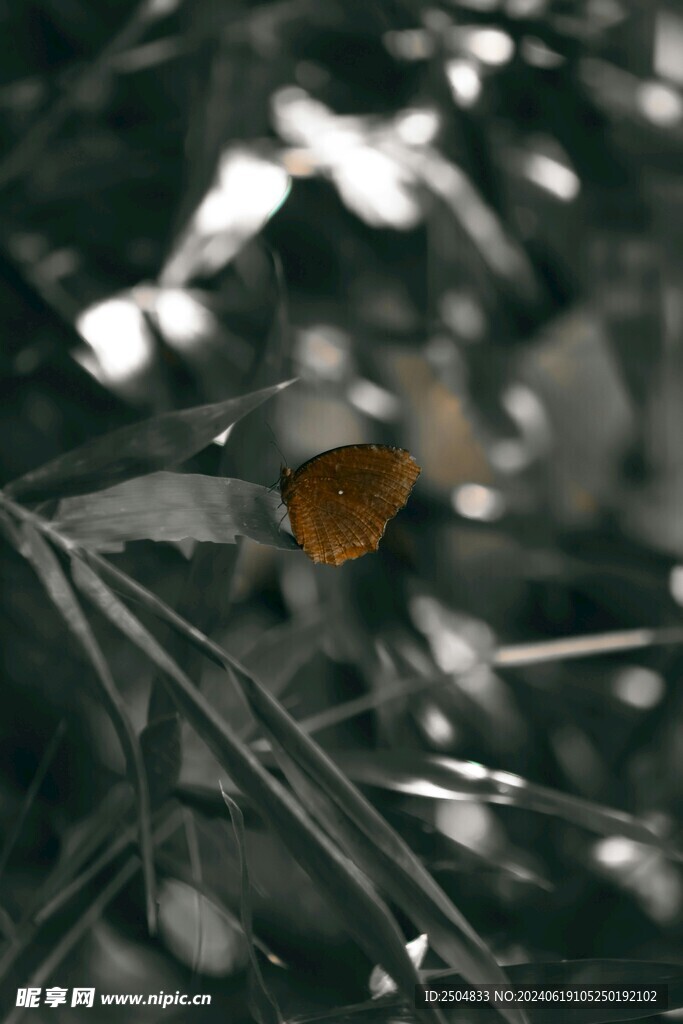 蝴蝶