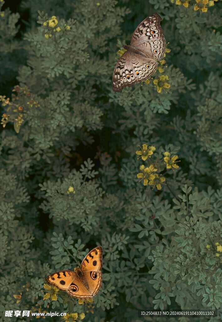 蝴蝶